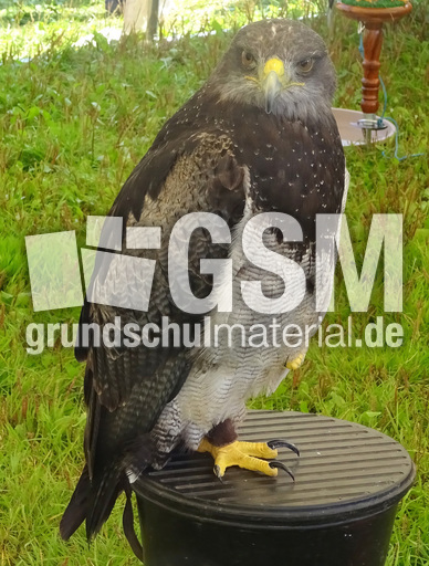 Kordillerenadler (2).jpg